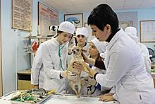 Ветеринары Красноярского края получили 14 млн на жилье