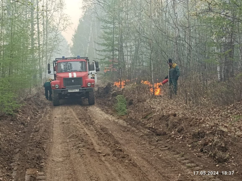 Лесной пожар у поселка Новоширокинский в Газимуро-Заводском районе ликвидирован