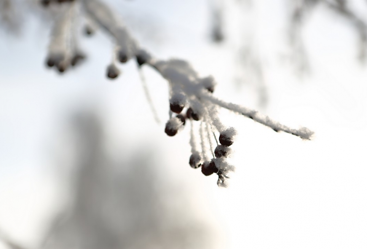 На бульваре Победы в Омске при уборке снега повредили деревья и кустарники