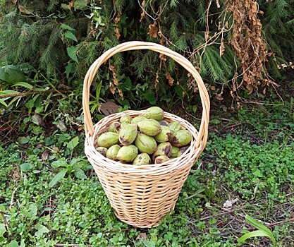 Лесоводы Тамбовской области заготавливают семена растений