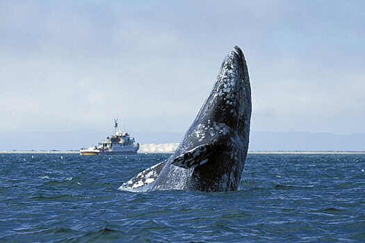 Химики МГУ нашли причину неприятного запаха мяса чукотских китов