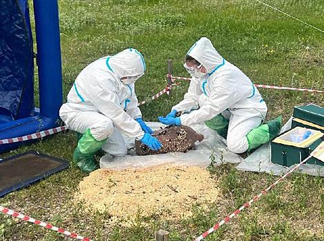 «Фермер нашел зараженную чумой тушу кабана»: в Приамурье провели ветеринарные учения