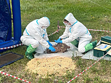 «Фермер нашел зараженную чумой тушу кабана»: в Приамурье провели ветеринарные учения