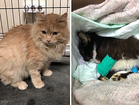 Толстый кот Чунька стал донором крови для бездомного больного котёнка