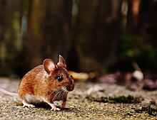 Гормон перенаселения пагубно влияет на здоровье взрослых мышей