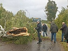 В Багратионовском районе пассажиры рейсового автобуса и автомобилисты убирали упавшее на дорогу дерево (фото)