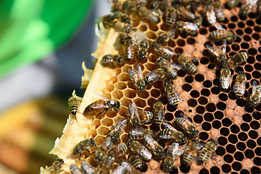В Подмосковье могут создать специальную карту для защиты пчел