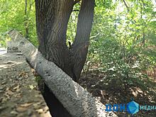 Депутат Гордумы Ростова посетовал, что экоактивисты мешают властям получить федеральные деньги