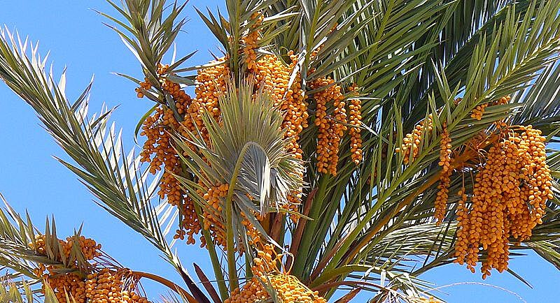 Биологи научились определять пол финиковой пальмы