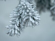 В России предложили поощрять сдающих новогодние ели для переработки