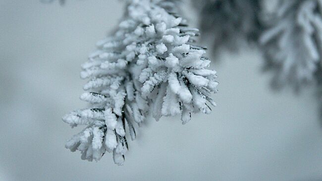 В России предложили поощрять сдающих новогодние ели для переработки