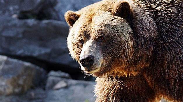 В Приморье напавший на женщину медведь ранил еще одного человека