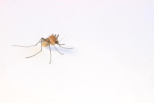 Жильцов одного из домов в российском городе атаковали полчища комаров. И это в середине декабря