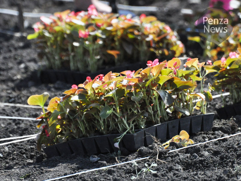 В Пензе планируется высадить более 296 тыс. однолетних цветов