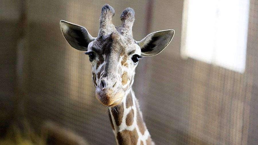 В Минсельхозе оценили возможность завоза жирафов в РФ