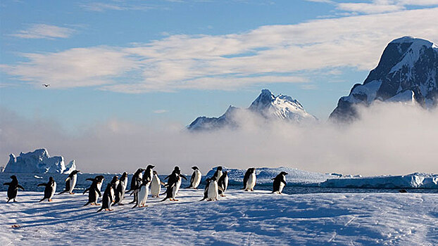 NASA помогло обнаружить миллионную популяцию пингвинов