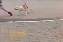 В Калуге бойцовская собака искусала детей и попала на видео