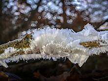 В Москве заметили ледяные волосы