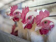 Губернатор Моор намерен спасти пострадавшую от птичьего гриппа птицефабрику