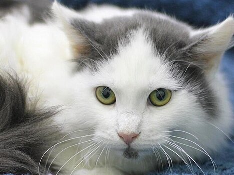 Фотографы рассказали о фотосессии с животными из проекта "Моспитомец"