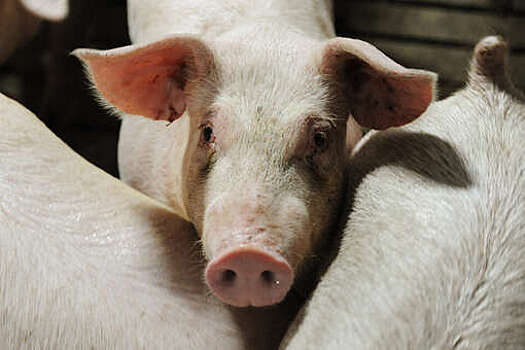 На ферме в Марий Эл задохнулись около 1,5 тысячи свиней из-за неисправной вентиляции