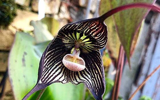 В «Аптекарском огороде» расцвела «орхидея-вампир»