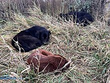 В Пензе отловом бродячих собак занимаются 3 человека