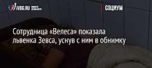 Сотрудница «Велеса» показала львенка Зевса, уснув с ним в обнимку