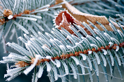 На 16 градусов ниже нормы: небывалые морозы надвигаются на Новосибирск