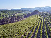 <p>Tenuta di Biserno. Винная легенда</p>