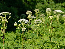 Найден способ победить борщевик