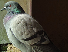 На британских островах обнаружены редкие голуби