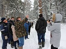 Кузбасские депутаты решат, как сохранить кедровые насаждения в Яшкино