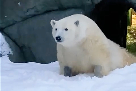 Радующийся снегопаду в Москве медведь Диксон попал на видео