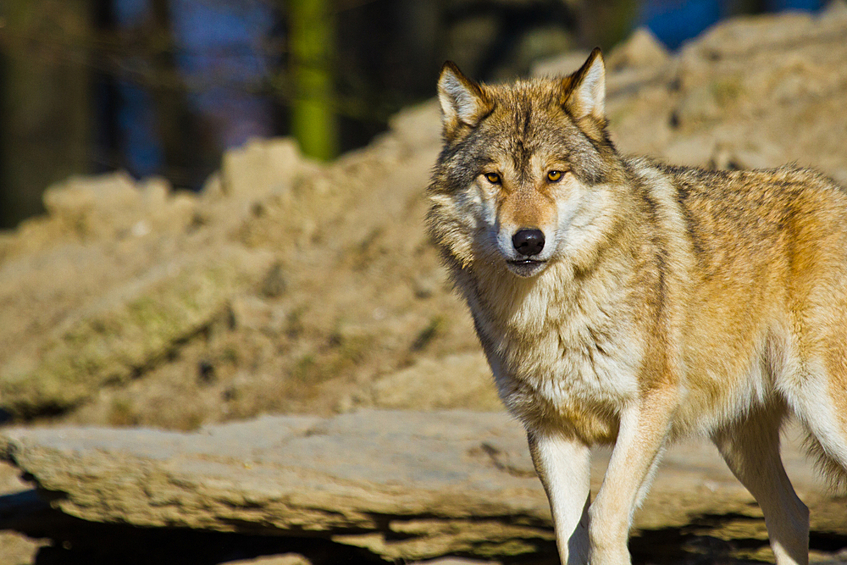 Волки предпочитают охотиться на слабых животных: старых или, наоборот, юных, голодающих, травмированных или больных.