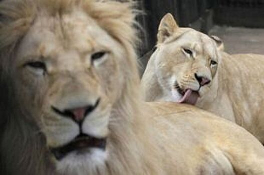В красноярском зоопарке умер белый лев Алмаз