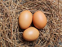 Употребление 3 куриных яиц в день повышает уровень «хорошего» холестерина