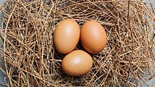 Употребление 3 куриных яиц в день повышает уровень «хорошего» холестерина