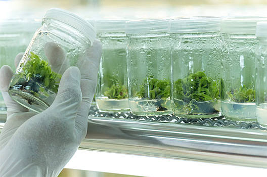 На базе Сколтеха запущен Учебно-научный центр биотехнологии растений