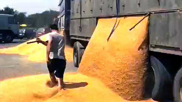 Шофер грузовика высыпал зерно на дорогу назло гаишникам