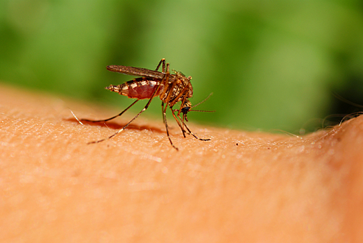 Как комары убили 52 миллиарда человек