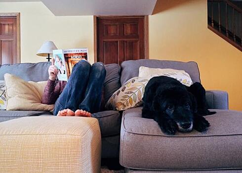 Стало известно, почему собаки любят смотреть телевизор