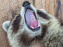 Перегрызший кабель енот из Геленджика стал талисманом спортивного телеканала