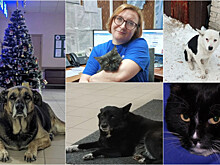 Сынок Боря, Кокс и Пират: врачи рассказали о четвероногих работниках скорой помощи Новосибирска