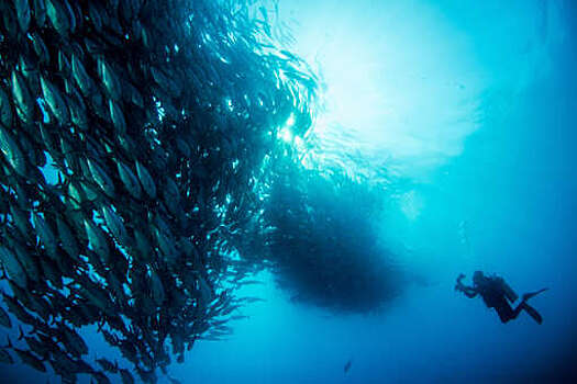 В Коста-Рике акула напала на мексиканского дайвера