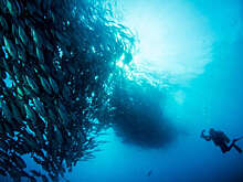 В Коста-Рике акула напала на мексиканского дайвера