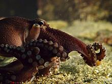 Объятия огромного осьминога и дайвера попали на видео