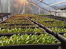 В Оренбурге решили отказаться от посадки петуний на городских клумбах