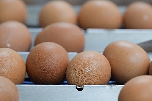 ЕЭК: Квота на беспошлинный импорт яиц в Россию носит разовый характер