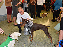 В сенате США придумали, как объединить враждующие партии с помощью костюмов для собак